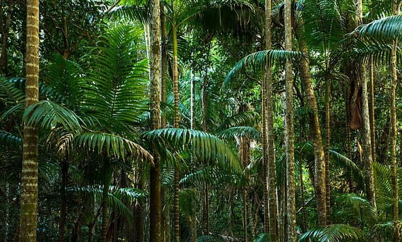 Daintree National Park, Queensland