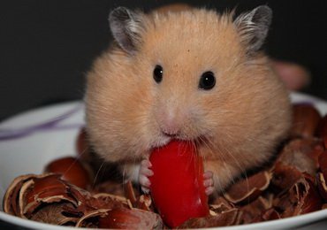 12 April - World Hamster Day