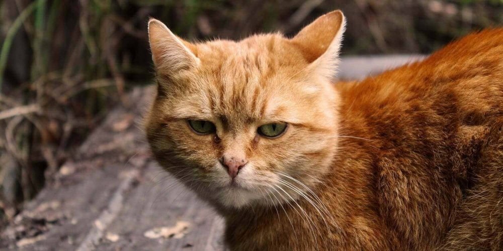 A Street Cat Named Bob by James Bowen