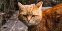 A Street Cat Named Bob by James Bowen